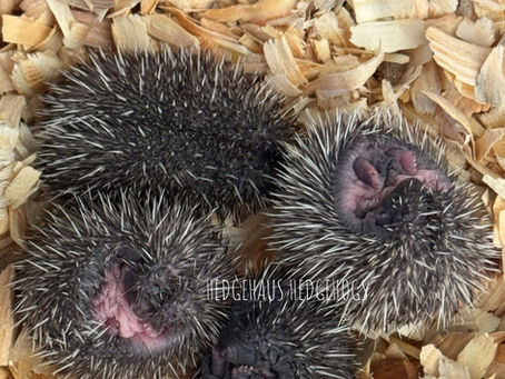 Holiday waitlist spots available!