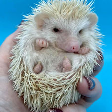 Hand tamed pedigreed hedgehogs