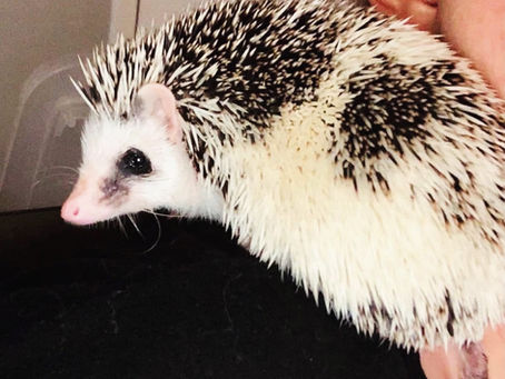 Just A Holiday PSA 🦔🎄