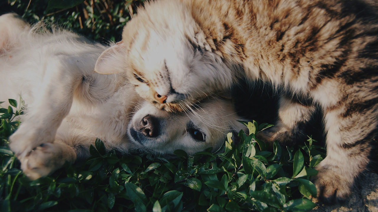 Phoenix Association France Cat & Dog Photo