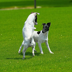 JBK Smooth Fox Terriers