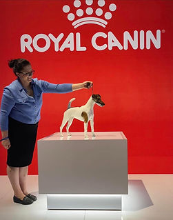 JBK Smooth Fox Terriers