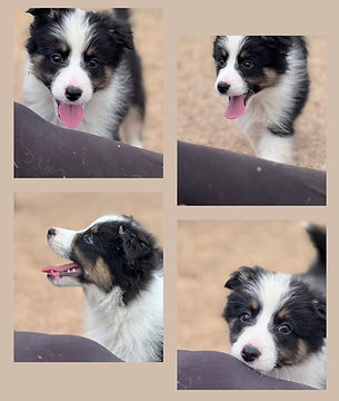 Texas Border Collies for sale
