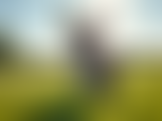 Celebrating World Donkey Day on 8th May in the UK: Fun Facts and Activities