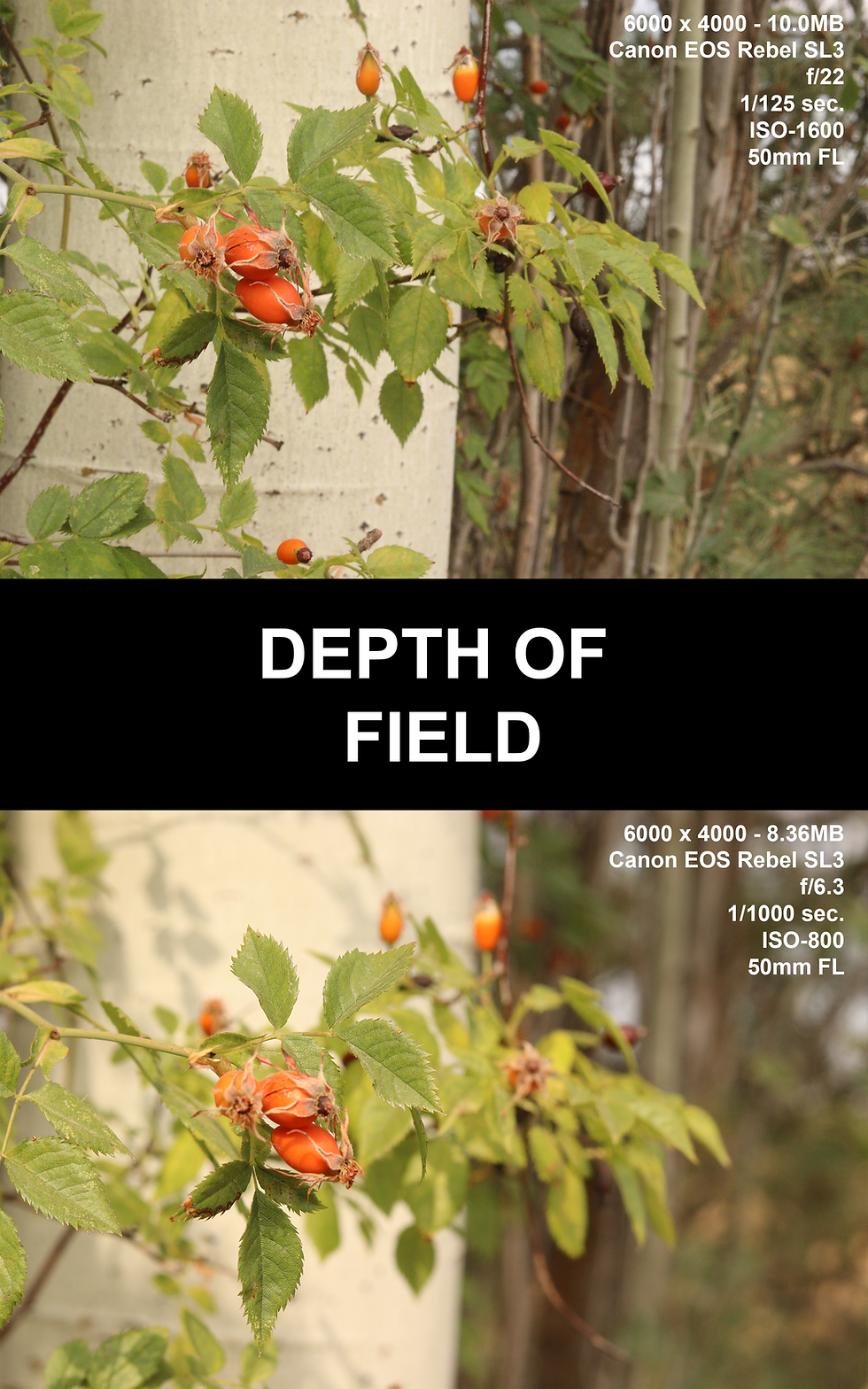 DepthOfFIeldCompositiion.png