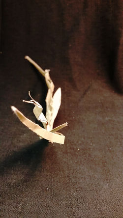Wings
