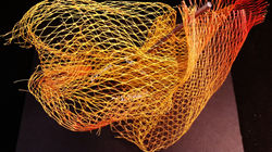 Final Model: Yolk