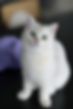 11.pic_hd.jpg
