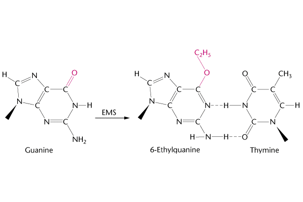 Guanine changes into 6-Ethylquanine under Ethylmethane Sulfonate (EMS).