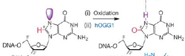 Guanine under oxidation forms 8-Oxoguanine