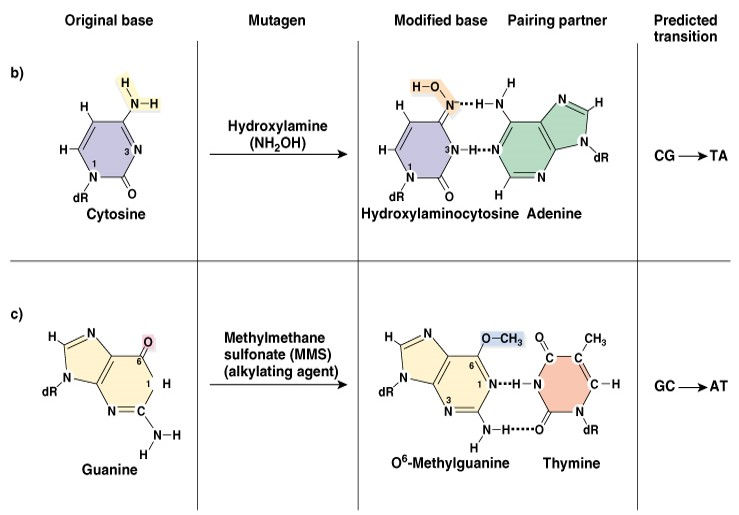 Actions of various base modifying agents