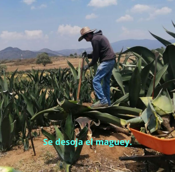 ¿Y que hay después de la producción del aguamiel?