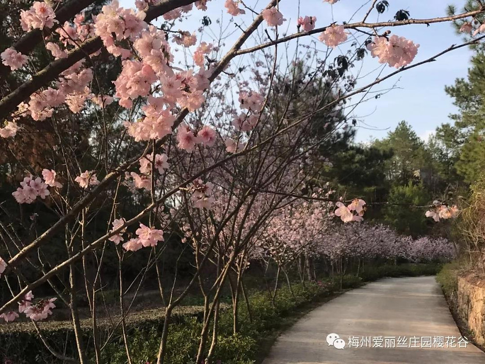 爱丽丝庄园樱花最美时刻 爱丽丝庄园樱花最美时刻