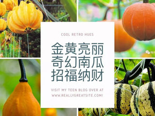 爱丽丝庄园魔幻南瓜季魅力登场