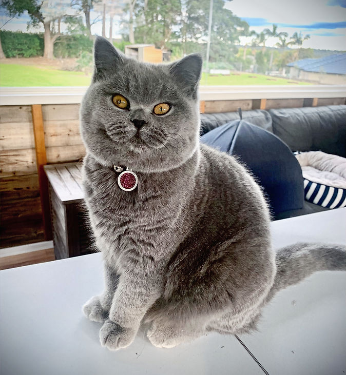 British Blue
