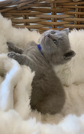 Screen Shot 2026-02-20 at 4.26.50 pm.png