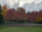 IMG_1450.jpeg