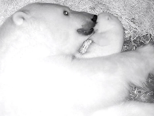 NUR: A Primeira Ursinha Polar Nascida na América Latina e seu encanto no aquário de São Paulo