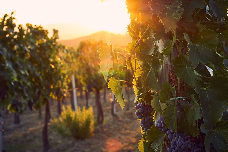 vignoble (2).jpg