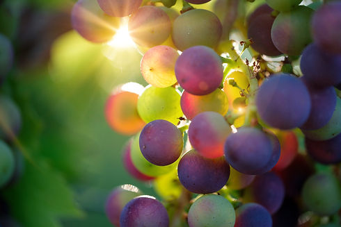 C'est une grappe de vin rouge en pleine veraison, avec un rayon de soleil en fond d'image.