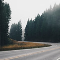 Foggy Forest Road
