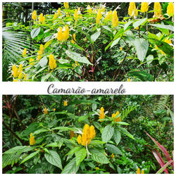 136 CAMARÃO AMARELO Cinária Regina dos Santos Moura