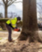 Tree removal