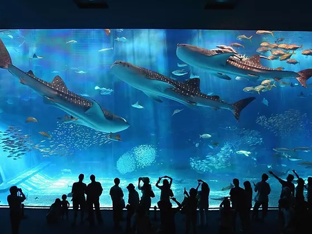Los 12 aquariums más impresionantes del mundo que tienes que ver