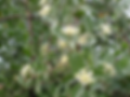 Fleur de Quillay.png