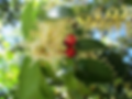 Fleurs d'Avellano.png