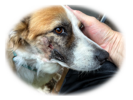 Baldfaced Endorsement