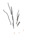 nature 1.png