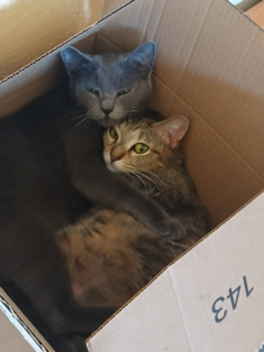 Fostering Saves Lives