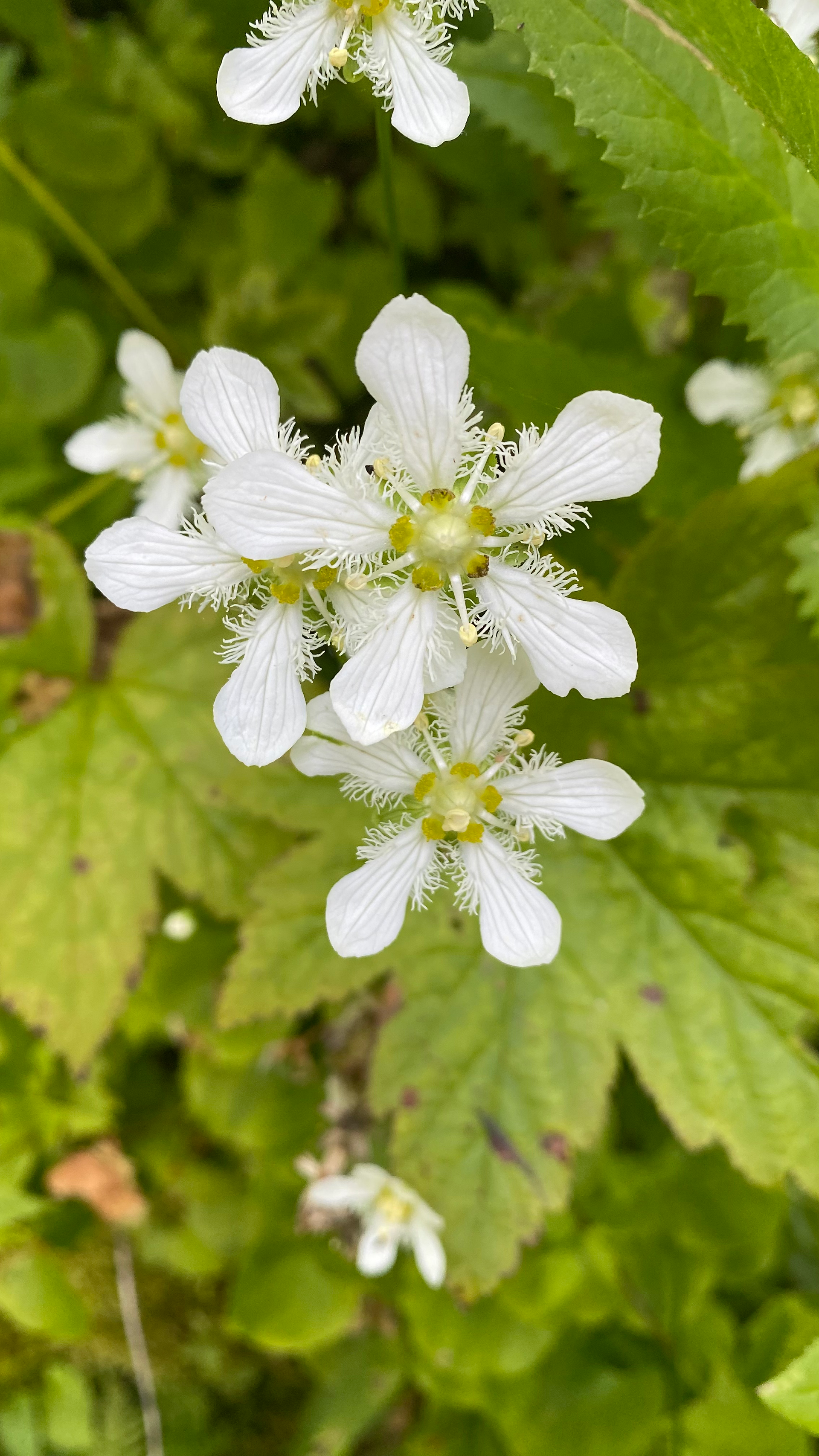 A cluster of small white flowers (fringed grass of parnassus) whose intricate details resemble snowflakes.