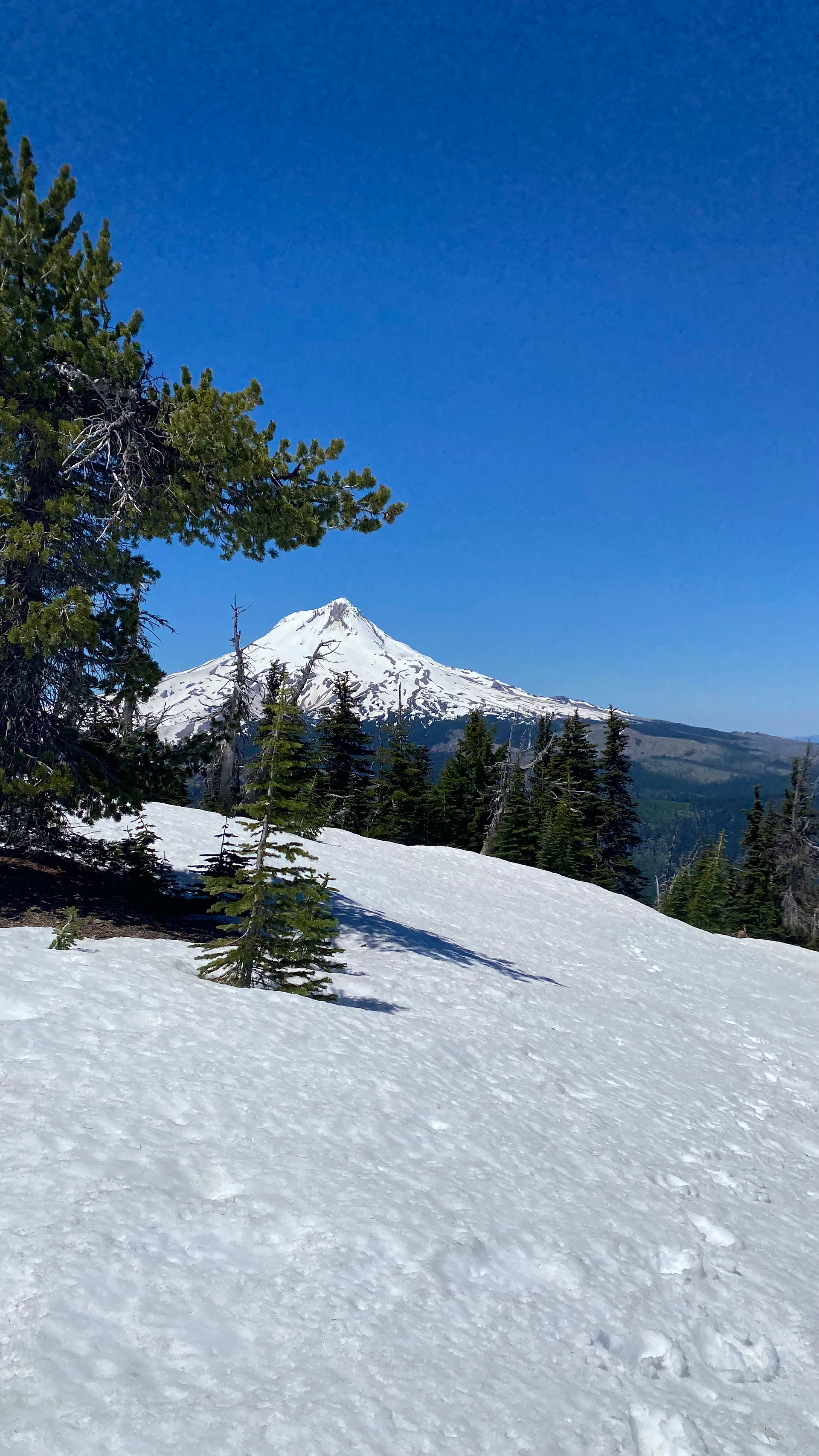 Oregon summer, pnw, pnwonderland, oregon, lookout mountain, oregon ecoregions, oregon landscapes, oregon hike, oregon hikers, mt hood, badger creek wilderness, trees, mountains, claire christy-tirado, snow, oregon cascades, cascades, cascade mountains, july, hikers, wilderness, mt hood, 100 views of mt hood