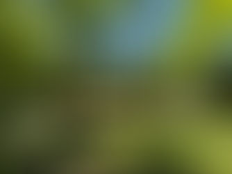 糺の森を描き続けて五十年