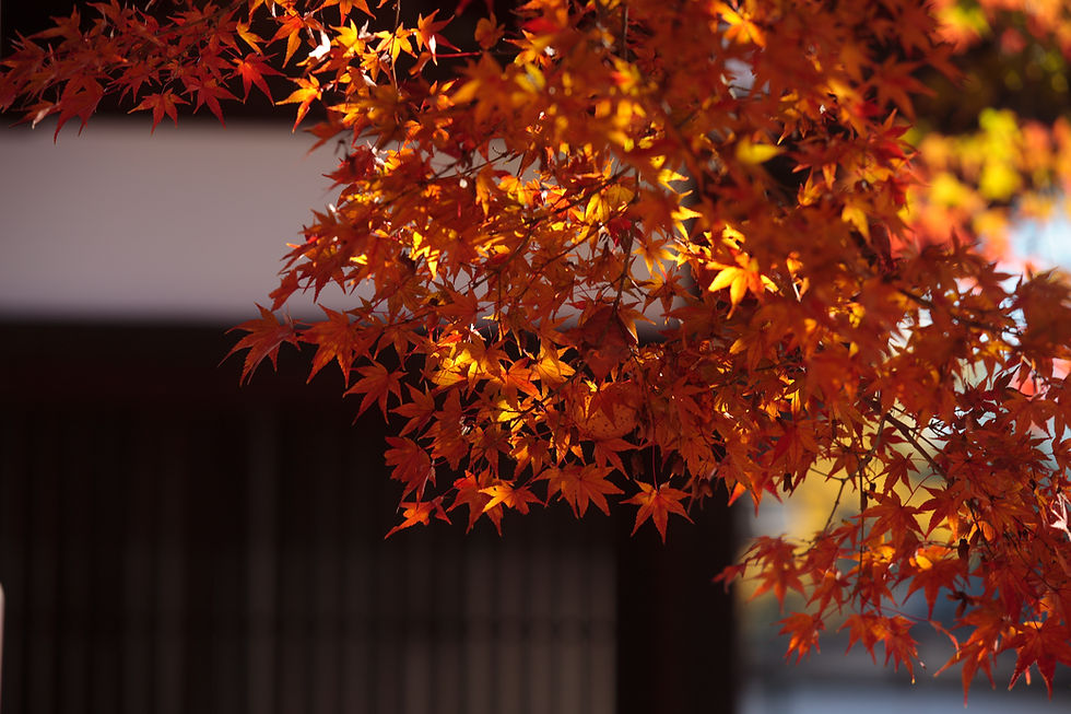 賀茂御祖神社(かもみおやじんじゃ)・下鴨神社(しもがもじんじゃ)
