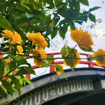 あれやこれやのお話し「鴨の明神さんのおさがり」のこと