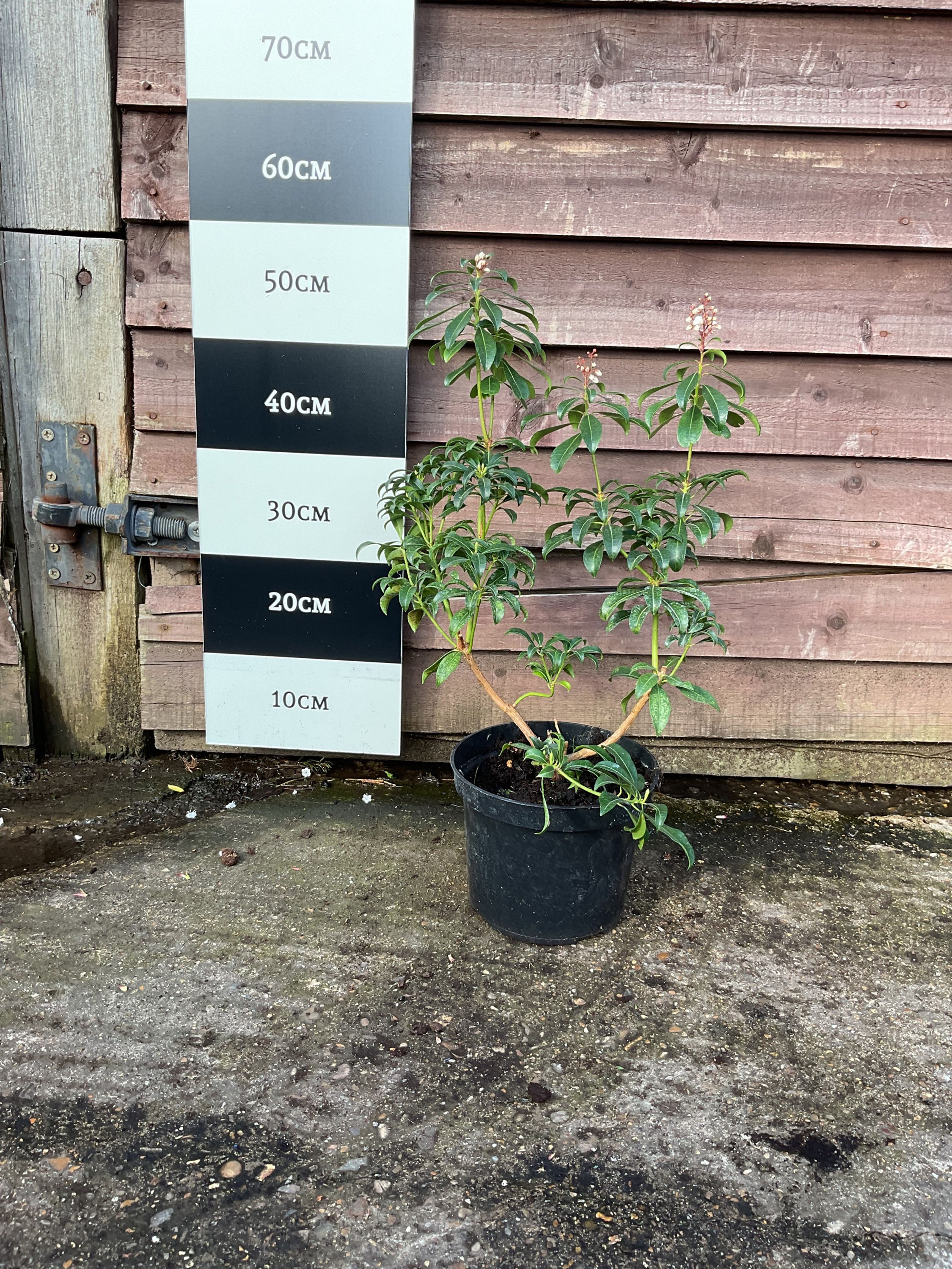 Pieris Japnica ‘Bonfire’