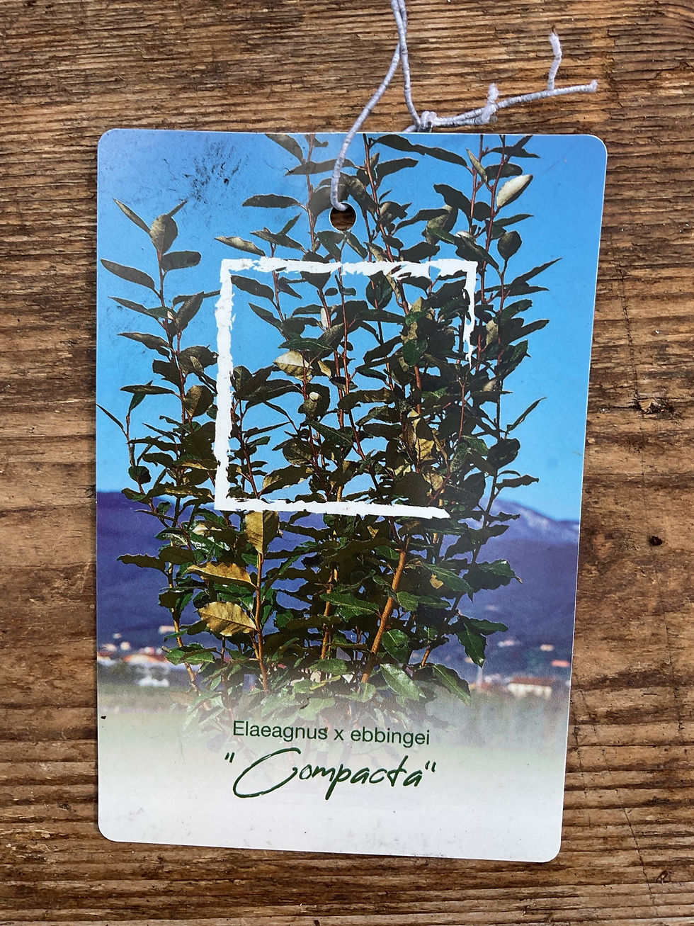 Thumbnail: Elaeagnus Compact standard 