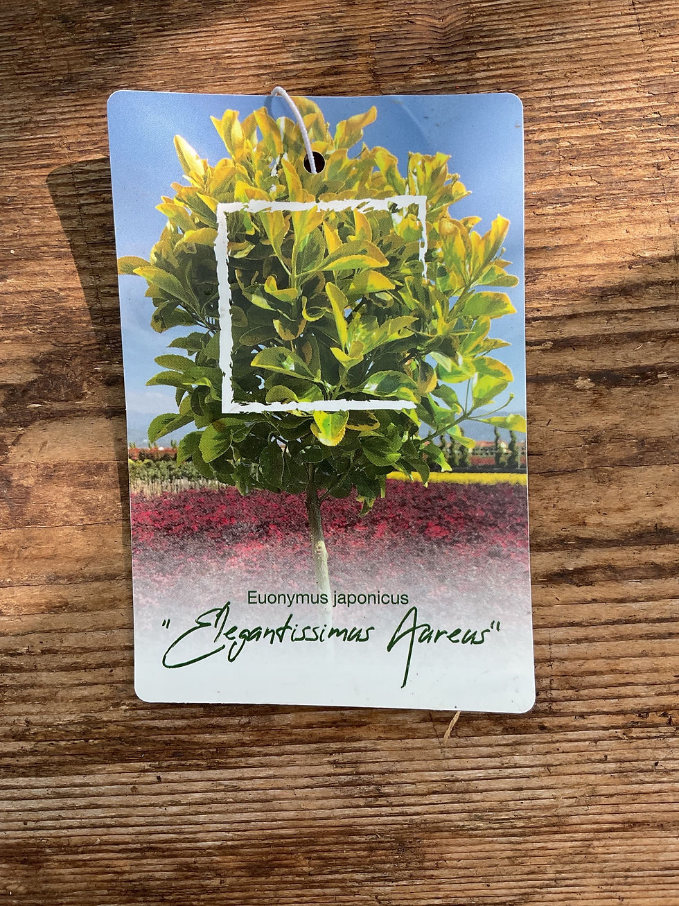 Thumbnail: Euonymus Japonicus standard 