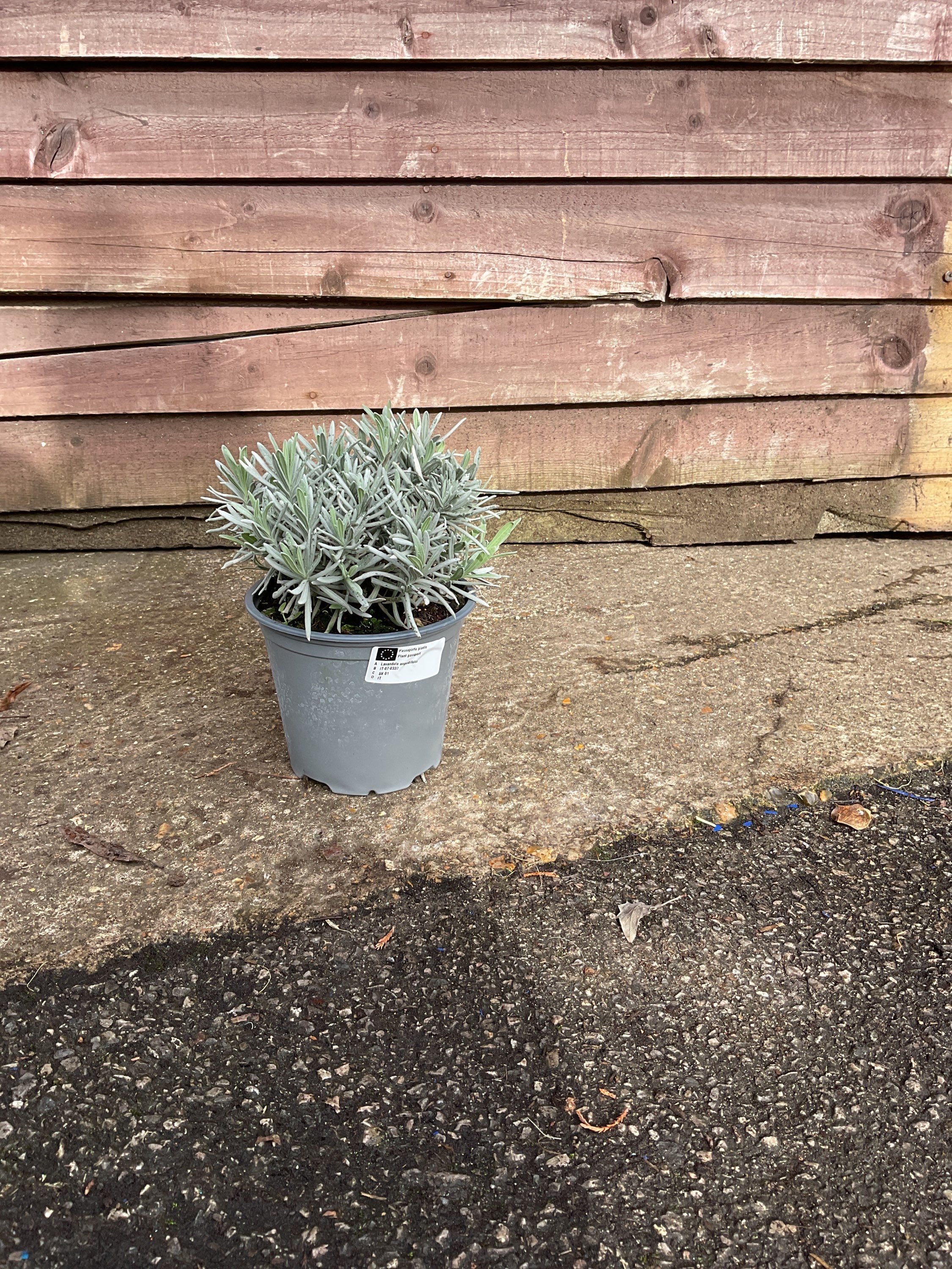 Lavandula Angustifolia (English Lavender)
