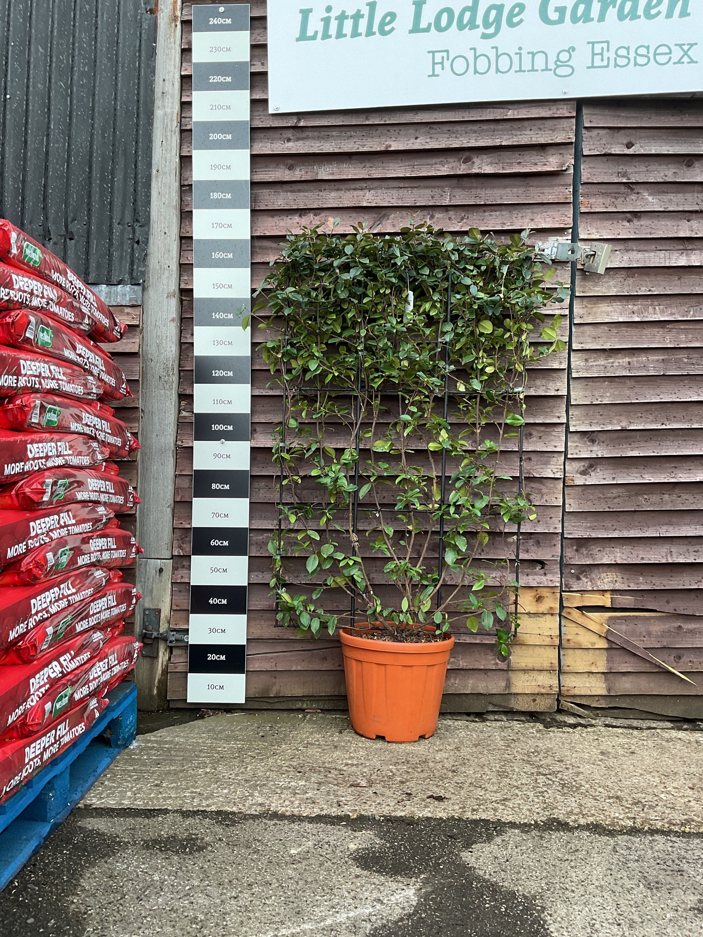 Rhyncospermum Jasminides on Frame