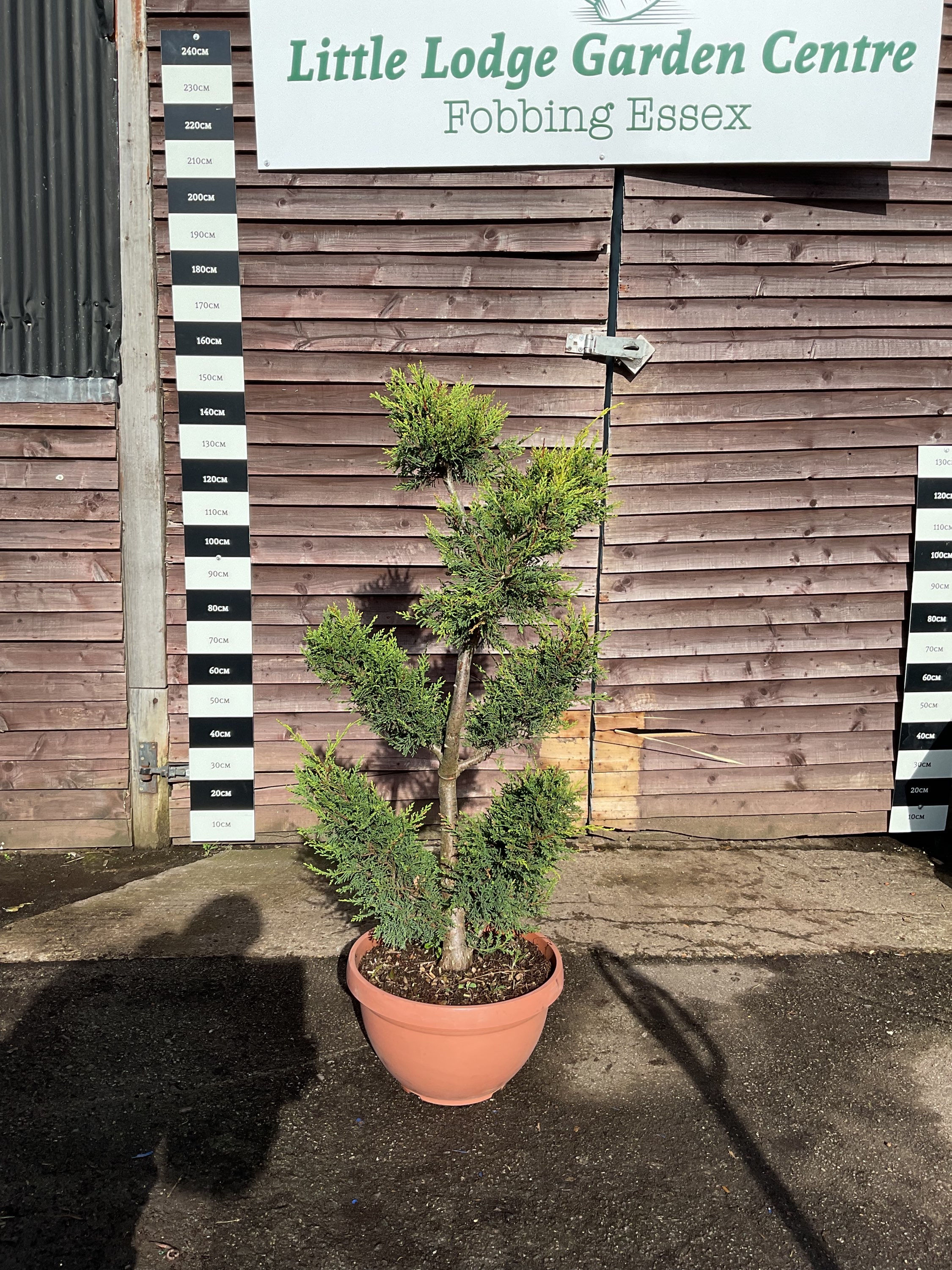 Cloud Leyland Cypress ‘Cupressus Leylandii’