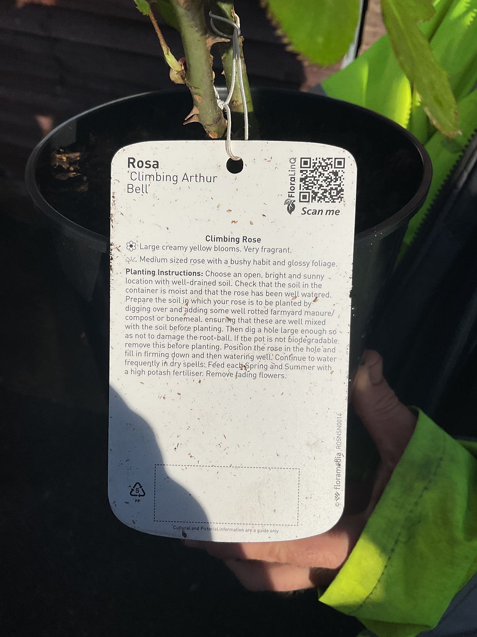 Thumbnail: Climbing Rose - Arthur Bell - Yellow