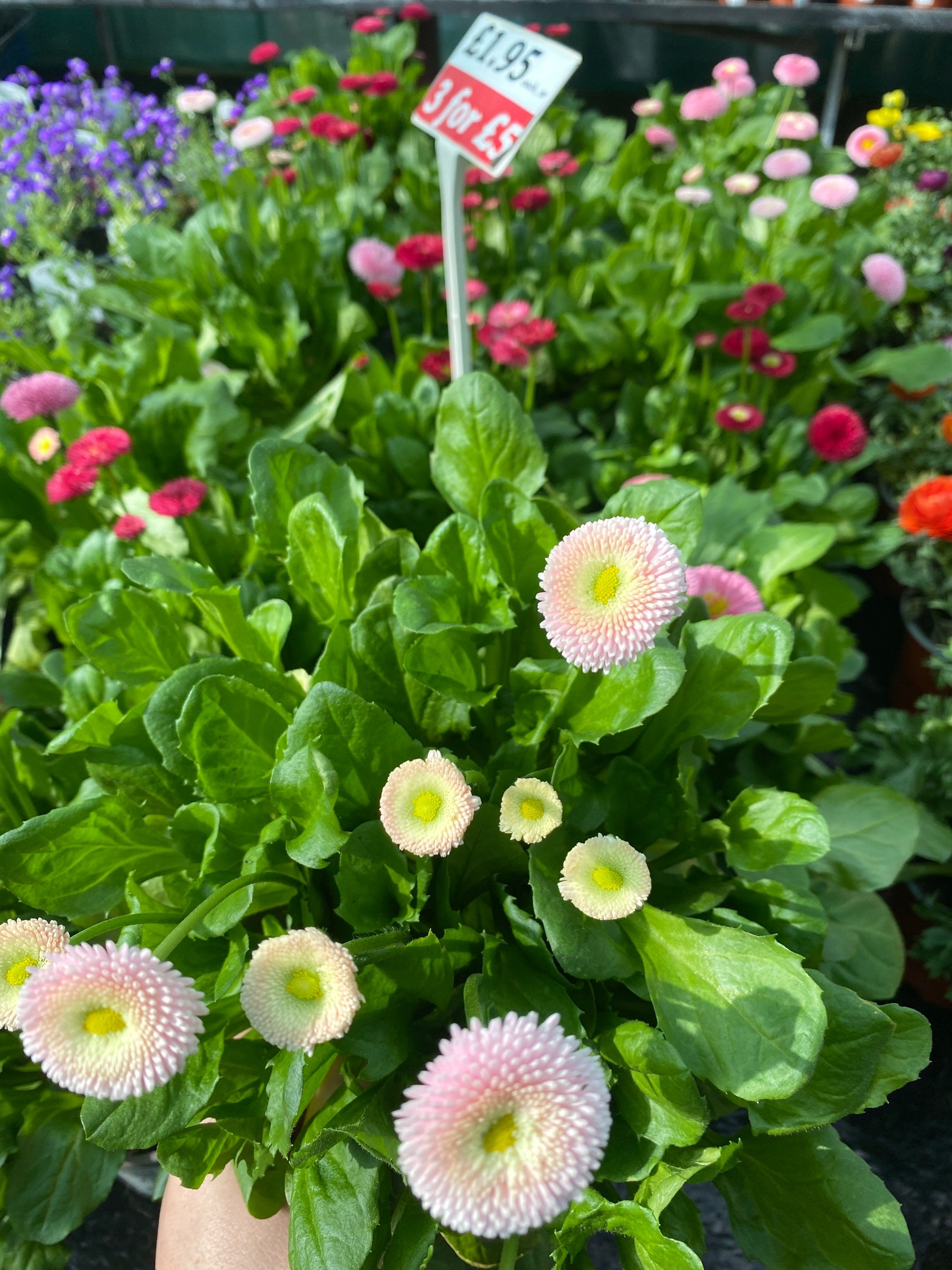 Bellis - Common Daisy