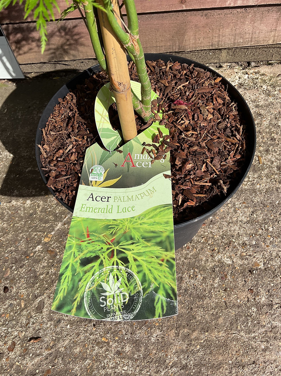 Thumbnail: Acer Emerald Lace