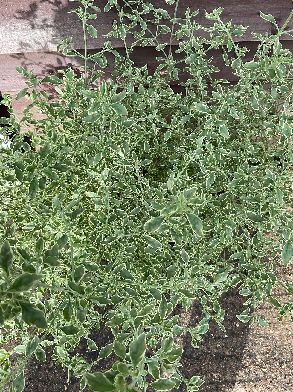 Thumbnail: Prostanthera ovalifolia variegata  