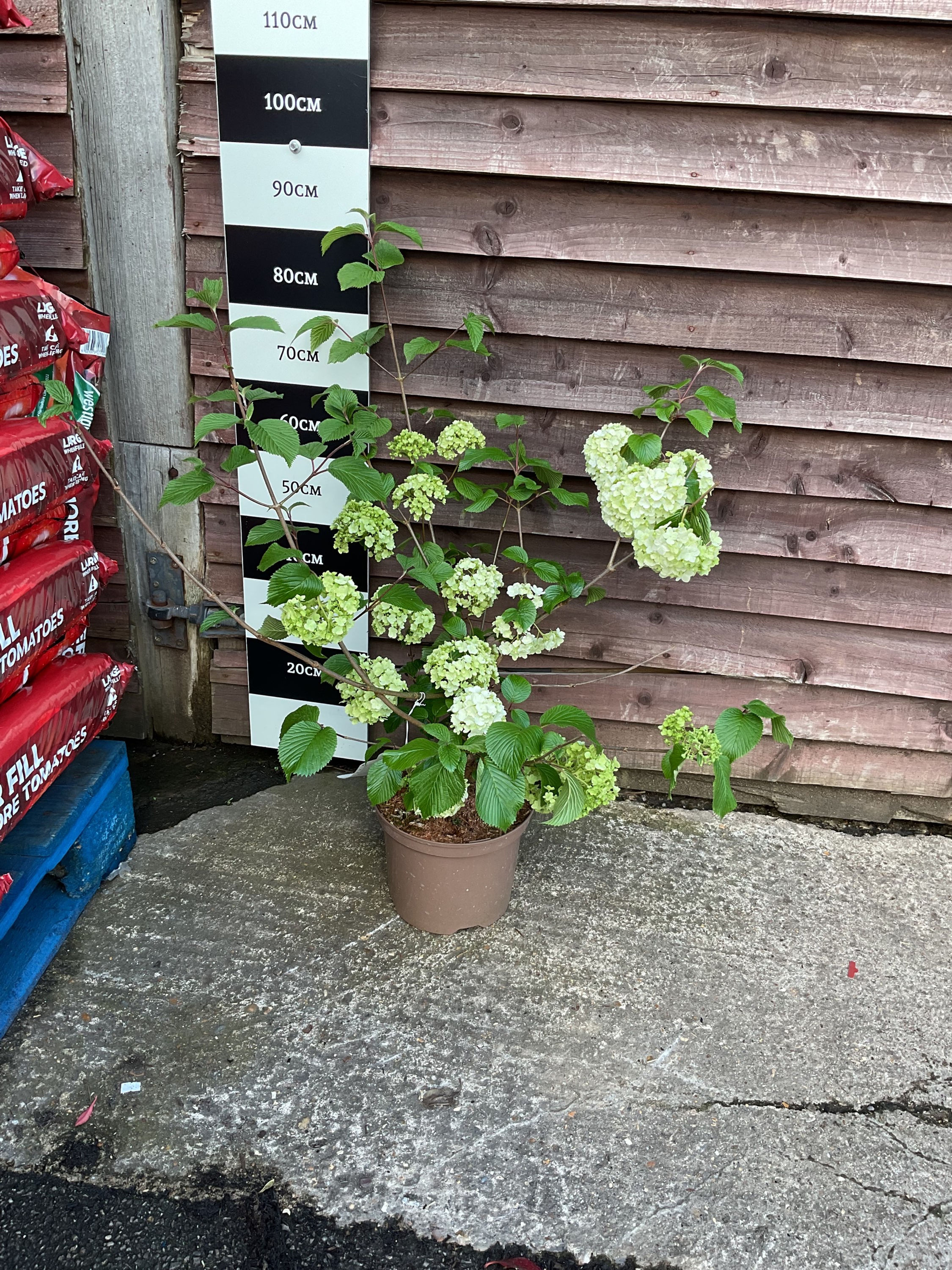 Viburnum ‘Opening day’