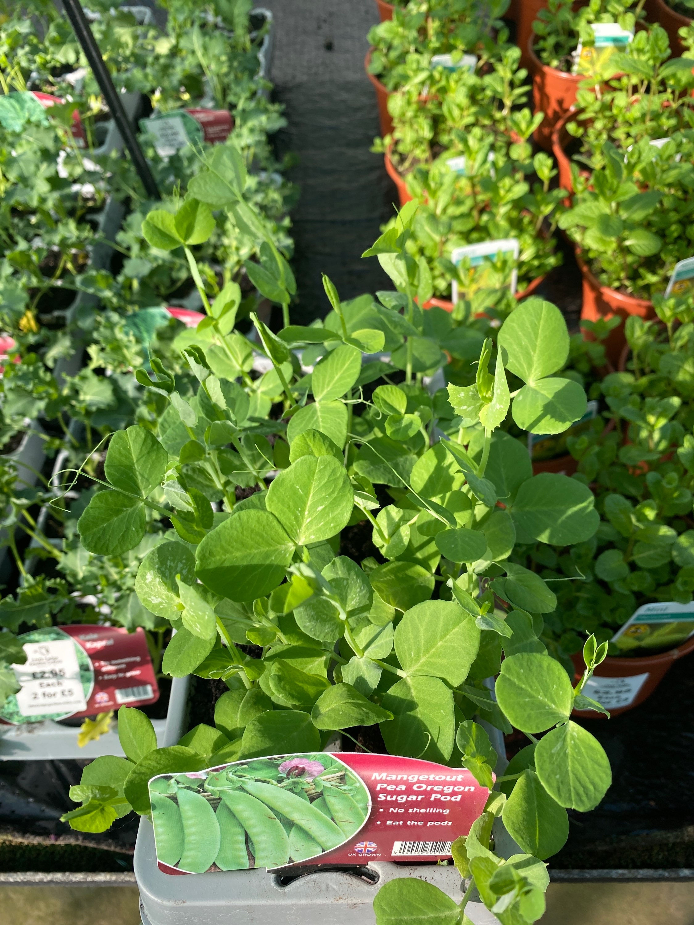 Mangetout Pea Oregon Sugar Pod